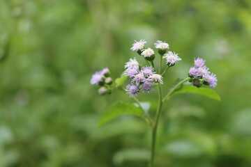 Fototapeta premium Beautiful ageratum weed flowers, blue weed blooming 