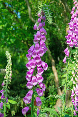 Obraz premium Blühender Roter Fingerhut,Digitalis purpurea,im Frühsommer
