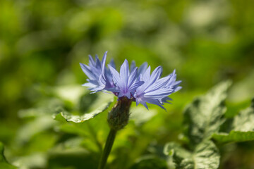 Cornflower (Centauréa montana, Bluebonnet, Mountain knapweed) blooming, one flower top view. Blue cornflower growing, wild blue flower on a green background. Selective shallow focus, blurred