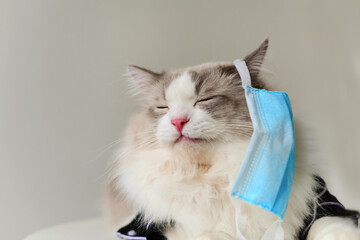 2020 New Cat photographer creative cat photography. Cat is sick of wearing mask,boring COVID-19...