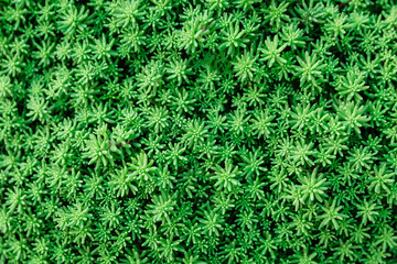 Green leaves natural background