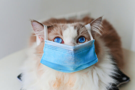2020 New Cat photographer creative cat photography. Cat look up,blue eyes. COVID-19 Pandemic coronavirus Cat wear face mask protective for spreading of disease virus SARS-CoV-2.
