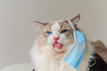 2020 New Cat photographer creative cat photography. Cat is sick of wearing mask,breath. COVID-19...