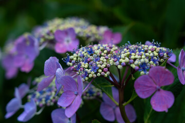 Japanese purple hydrangea close up