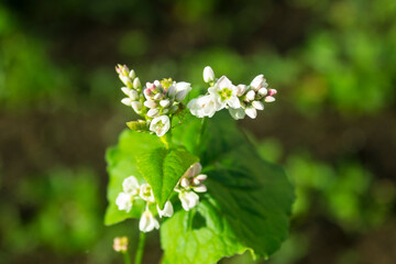 Buckwheat flowers (Fagopyrum esculentum). Blossoming buckwheat steam on green leaves background. Growing own healthy food. Closeup, selective focus, blurred