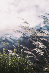 Obraz premium Backlit grass in the wind closeup