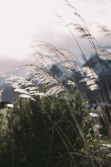 Backlit grass in the wind