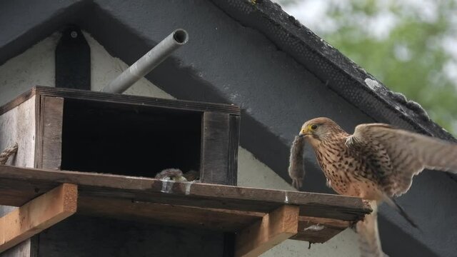 Turmfalke (Falco tinnunculus)  Weibchen bringt Maus