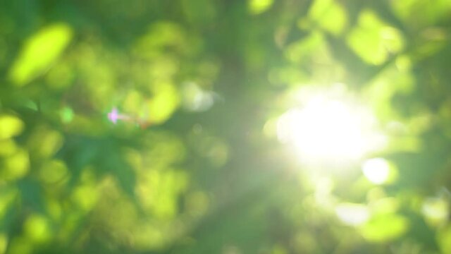 Beautiful green vibrant natural video bokeh abstract background. Defocused leaves of old trees and soft sunset sunlight transparenting through branches.