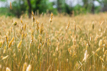 Obraz premium Field with plants in summer