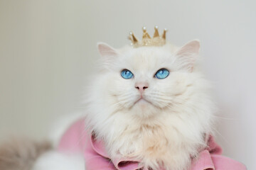 White ragdoll cat in pink coat and crown,face is proud
