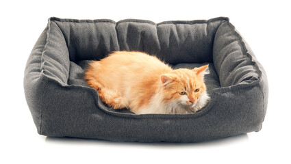 Cute cat in pet bed on white background