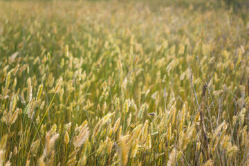 Field with plants in summer