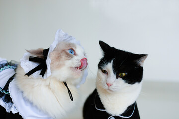 Ragdoll cat in dree try to lick black white cat , the cat is unhappy and refuse
