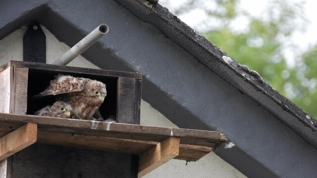 Turmfalke (Falco tinnunculus)  