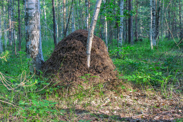 Anthill in the forest