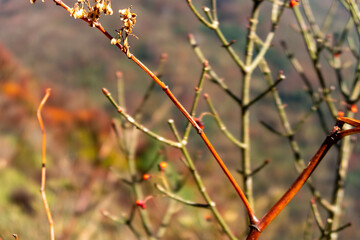 Close-up view of a dry autumn branch  (stalk) in Unzen - Amakusa National Park in Nagasaki...
