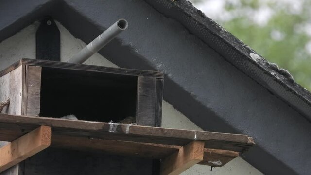 Turmfalke (Falco tinnunculus)  Weibchen fliegt nach F&uuml;tterung ab