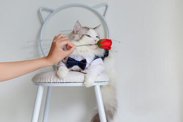 Fototapeta na wymiar Handsome ragdoll cat in blue suit bite red flower 