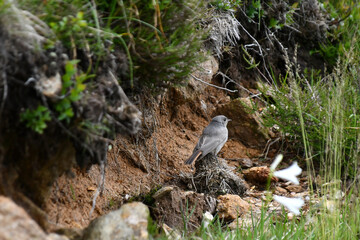 The Redstart, a small mountain bird