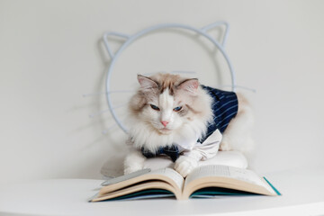 Ragdoll cat in suit play cellphone
