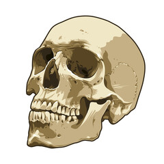 Anatomy Realistic Skull Vector Art