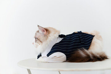 Ragdoll cat in suit lying on table light background
