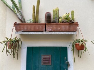 cactus in a pot