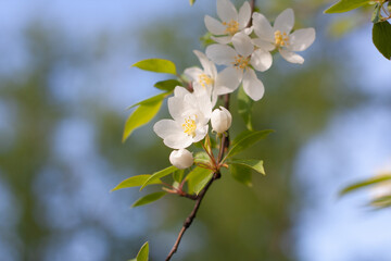 White flowers of wild apple tree on branch close up.