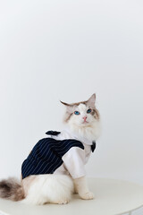 Ragdoll cat in suit sit on table
