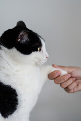 Black white cat shake hand with people.
