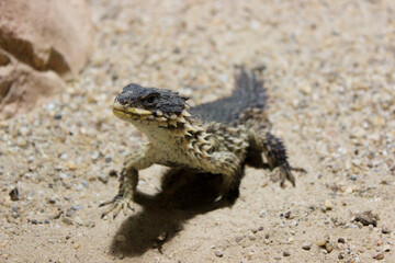 Steppe Agama, Trapelus sanguinolentus nature desert habitat Asiation part on Russia and Kazakhstan.