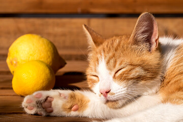 Small, beautiful white-red kitten sleeps on a bench close-up