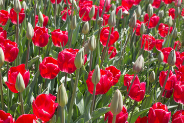 spring tulip flower with beautiful bouquet background.
