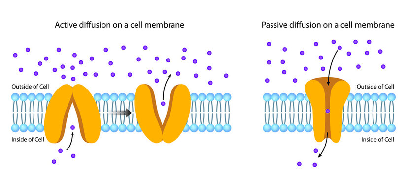 Diffusion Across the Plasma Membrane