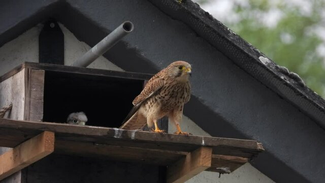 Turmfalke (Falco tinnunculus)  Weibchen fliegt nach F&uuml;tterung ab