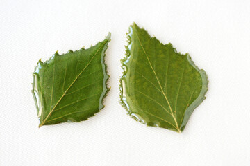 Birch leaves filled with epoxy resin on a white textile background close-up. The basis for a pendant or earrings. Handmade jewelry in the manufacturing process. Top view, copy space