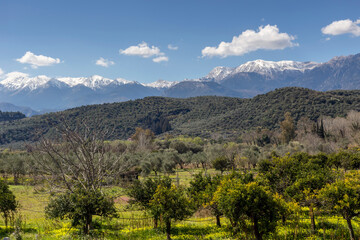 Fototapeta na wymiar Olive and orange grove on a background of snow-capped mountains