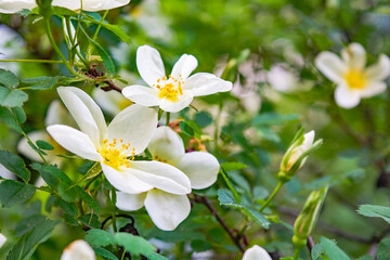Obraz na płótnie Canvas White Dogrose, Briar eglantine flowers. Wild Rose hips closeup