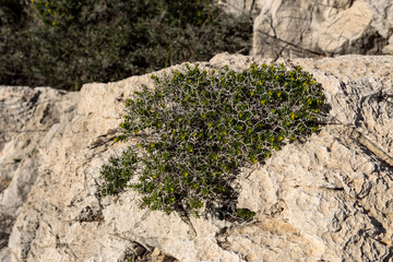 Prickly, poisonous plant (Euphorbia acanthothamnos) close-up