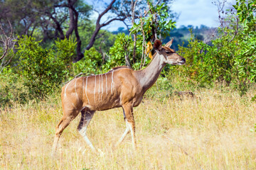 The kudu female