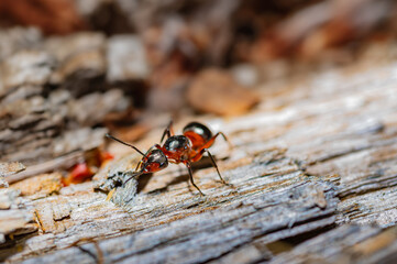 a large ant on a piece of bark (Formicidae)