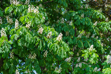 Foliage and flowers of Horse chestnut, Aesculus hippocastanum, Conker tree