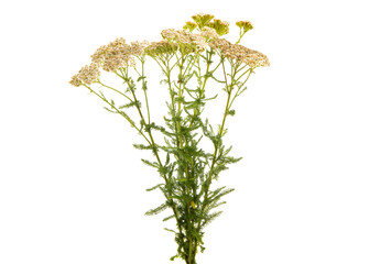yarrow isolated © ksena32