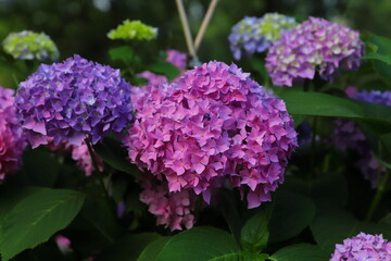ピンクと紫色のアジサイの花