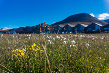 Arctic summer in Longyearbyen on Spitsbergen. Cotton grass and yellow flowers in the foreground. Buildings in the background.