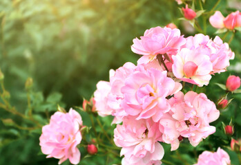 Beautiful nature background with rose flowers