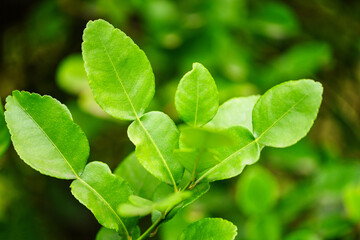 Fototapeta na wymiar Kaffir lime leaves on the tree bergamot leaf /
