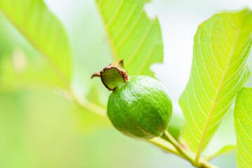 guava fruit on guava tree in the nature green background  /