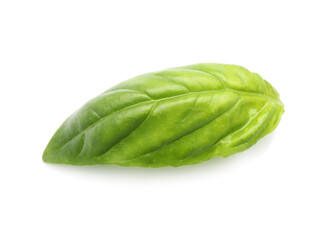 Fresh basil leaf on white background